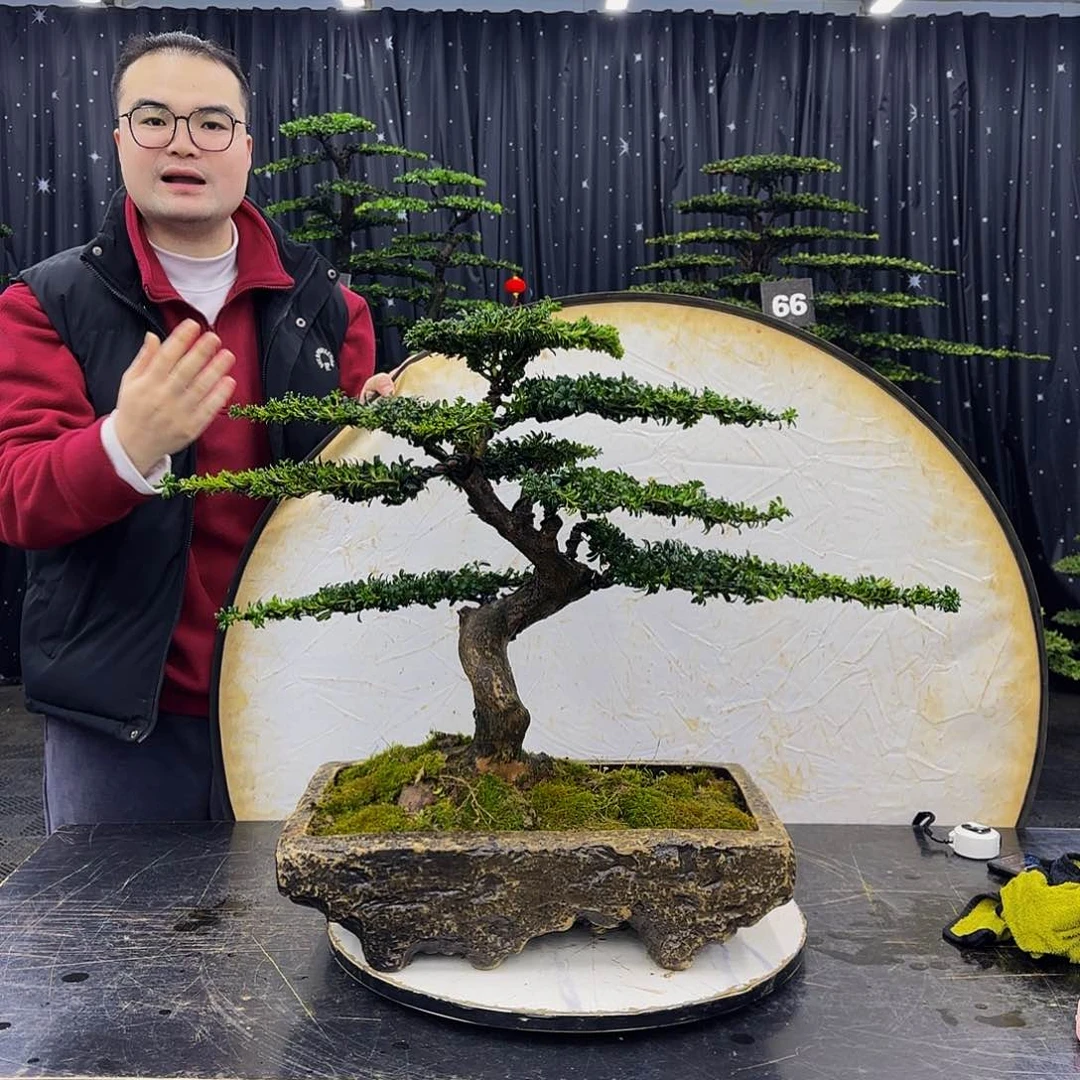 红芽罗汉松高端造型盆景