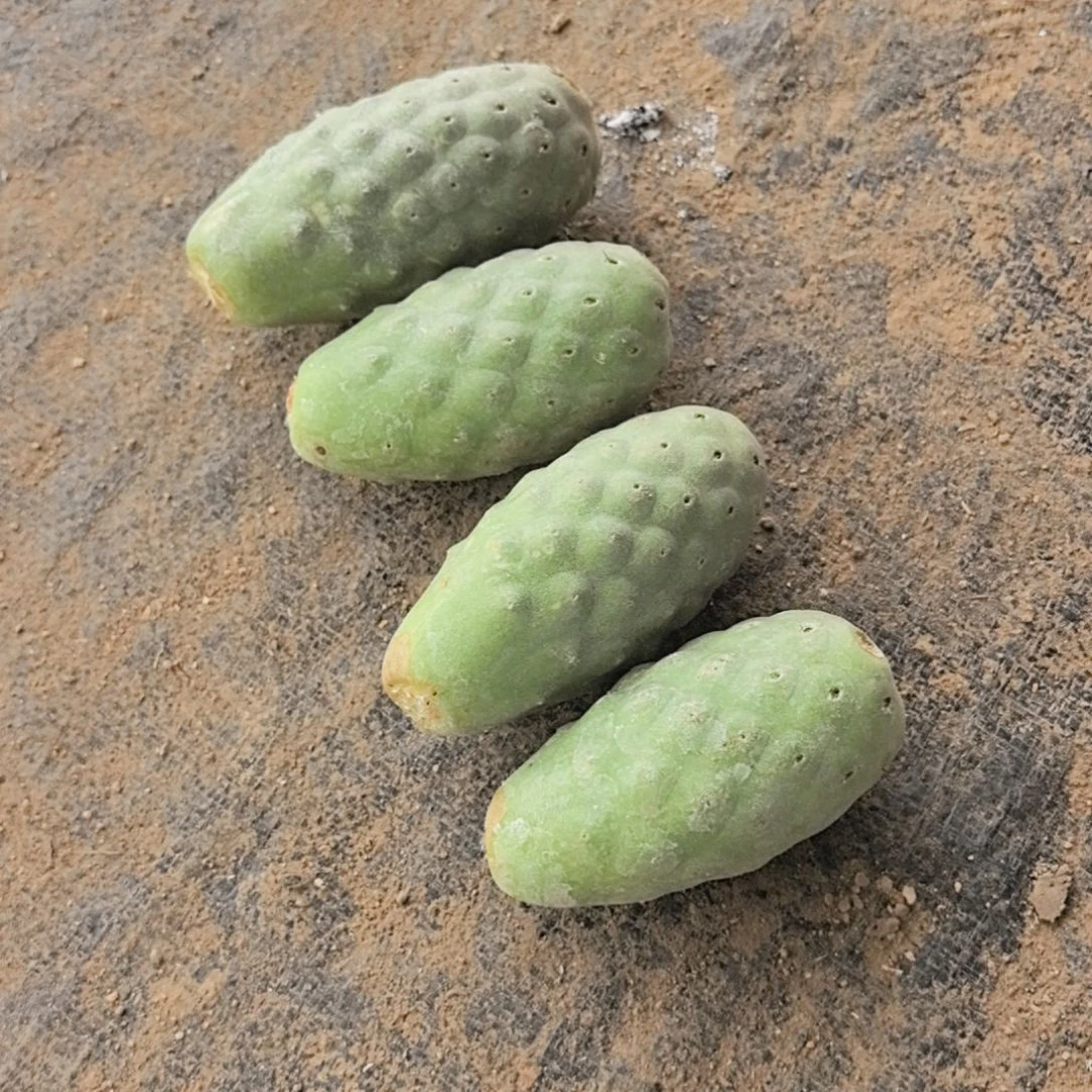 刺***工习志野仙人球直播