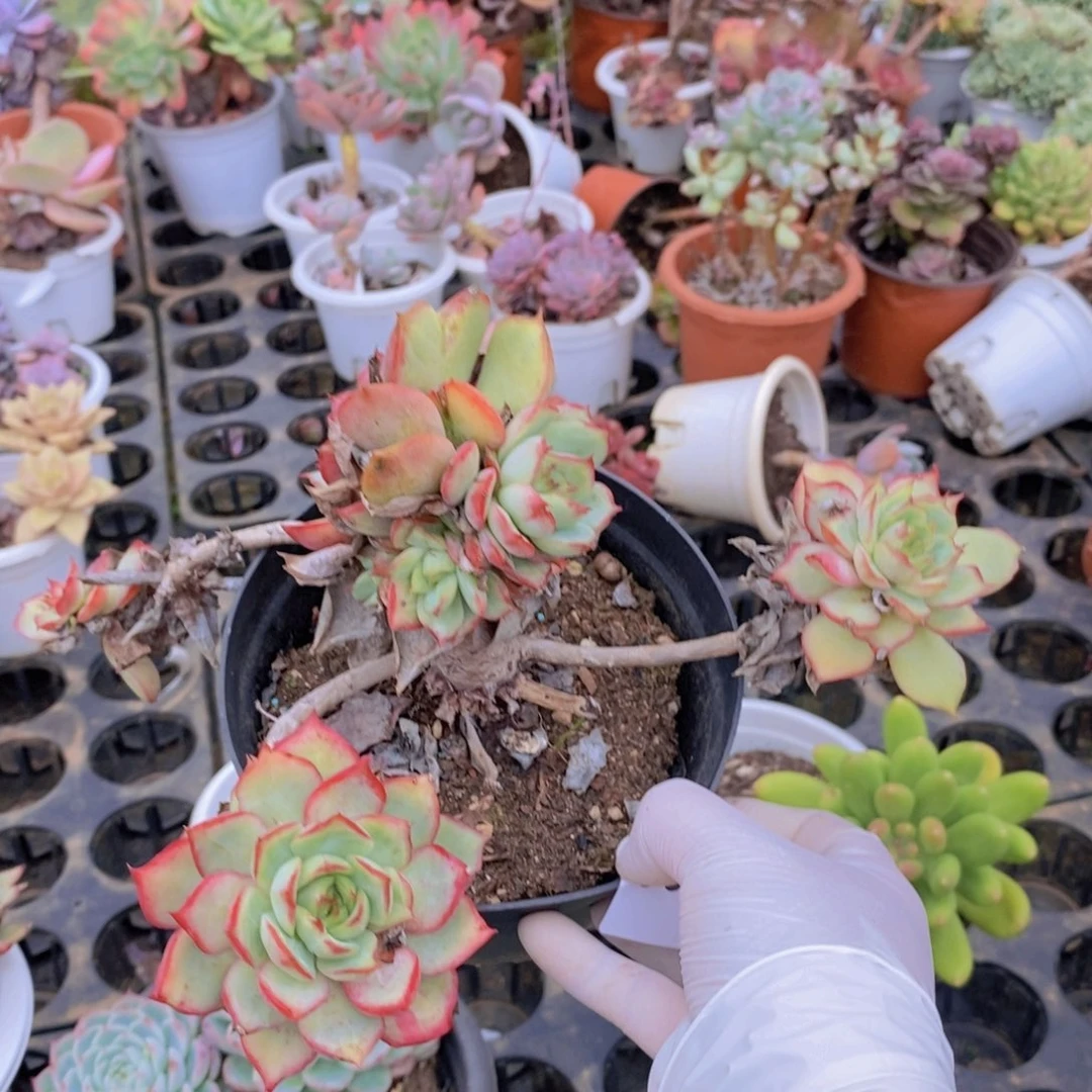 0850宝莲灯一物一拍（有瑕疵不售后）