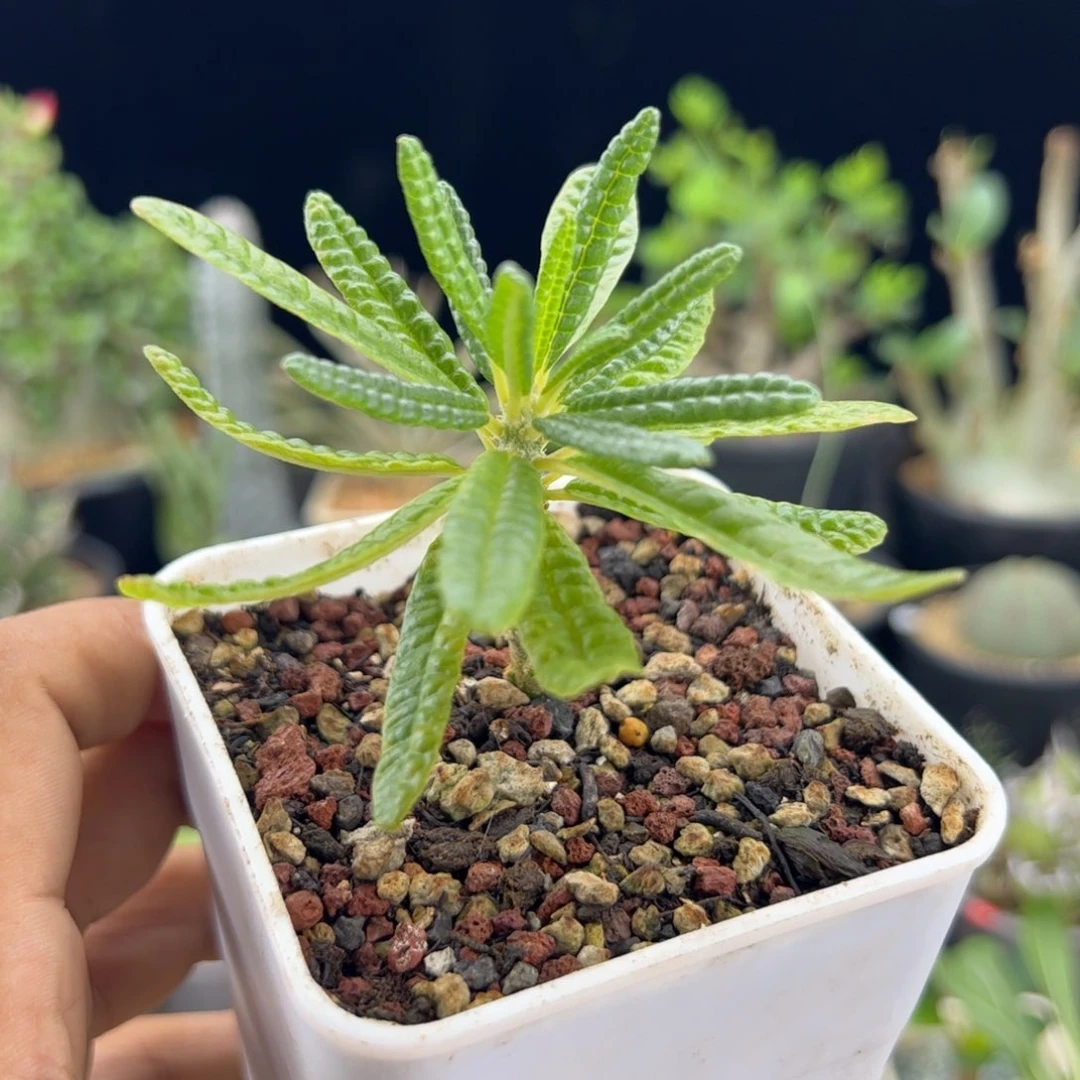 泡泡叶巨琉桑一物一拍带盆发