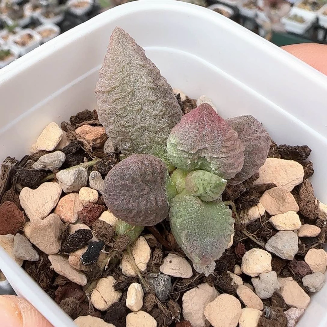 倒刺冰淇淋水泡多肉