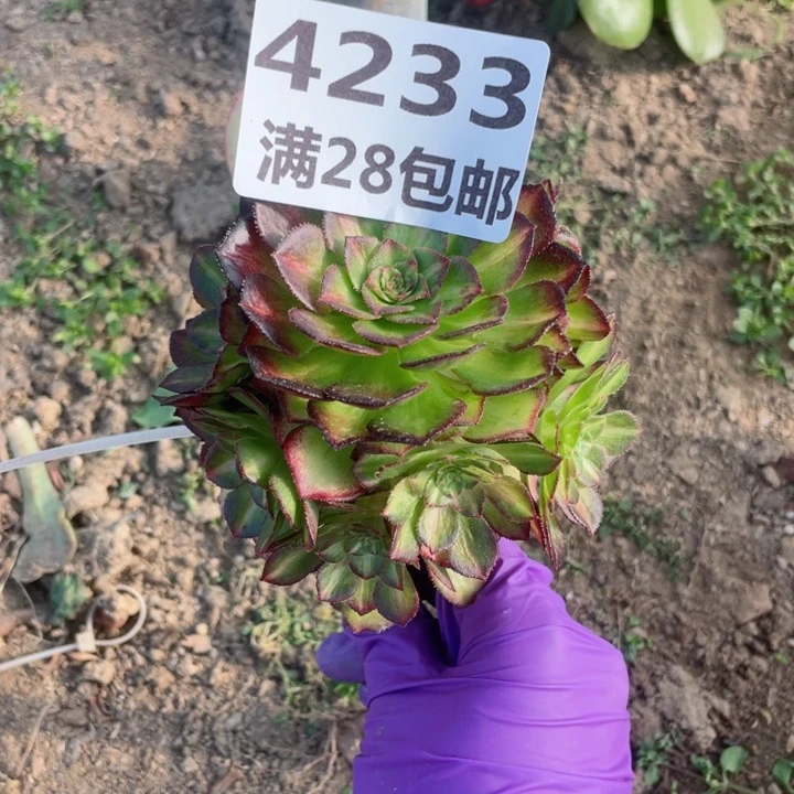 4233三号棚嫁接七彩G