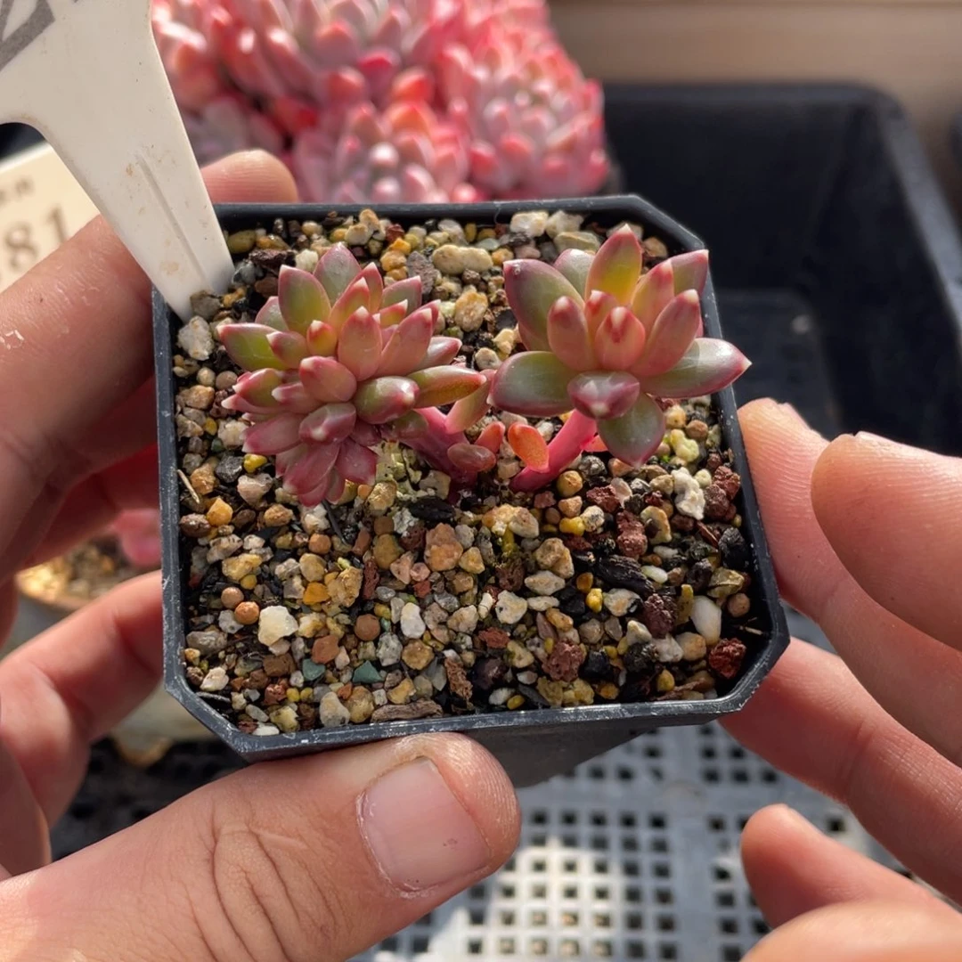 0224迷雾王子不带盆5厘米