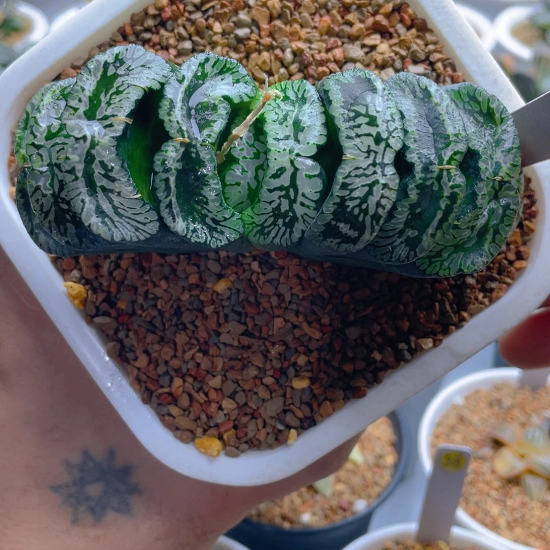 32.十二卷玄武玉扇母本。