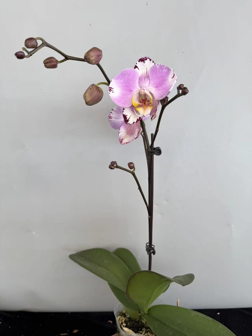 蝴蝶兰【毕加索】室内花花基地直发