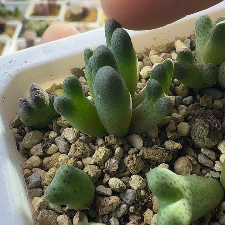24号6头955斑马一物一拍瘦