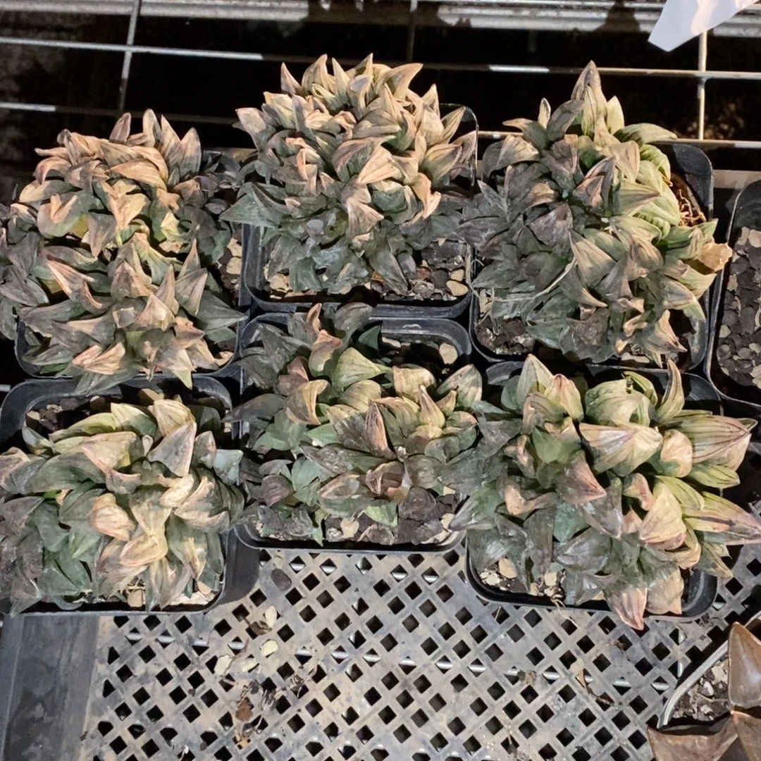 115 一颗大西瓜寿群 新年整点福利