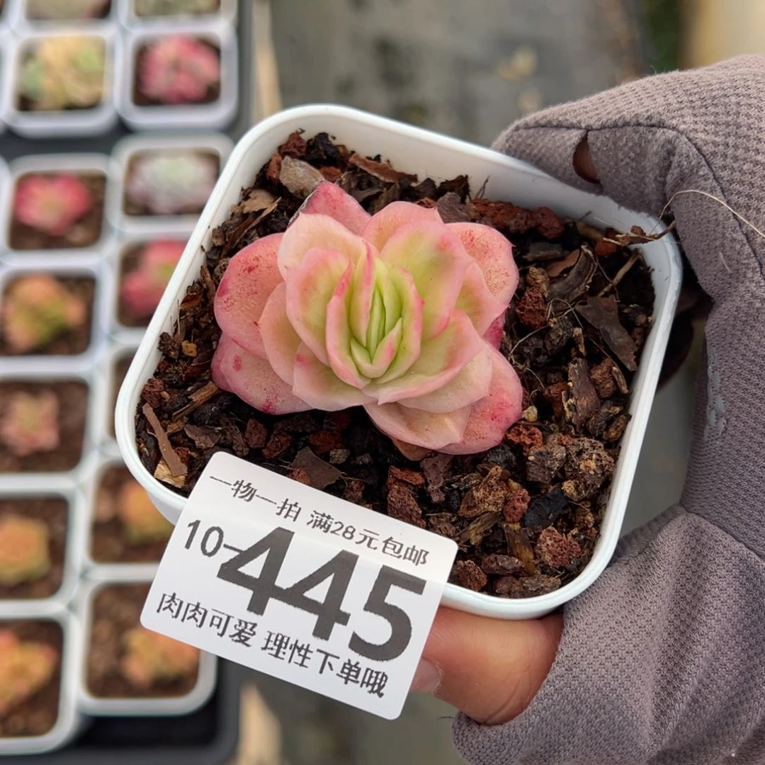 冰玫瑰多肉多肉多肉多肉