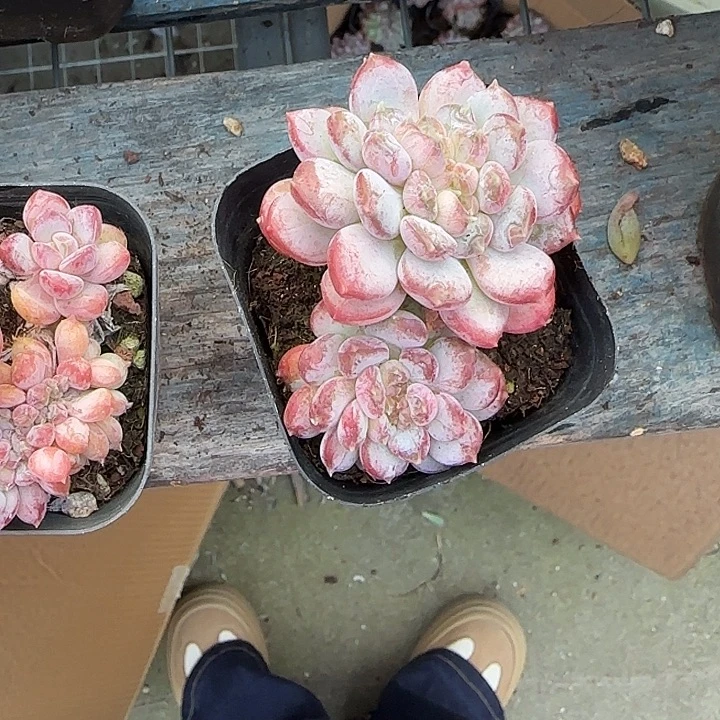 青蛙王子儿童牙膏套装11