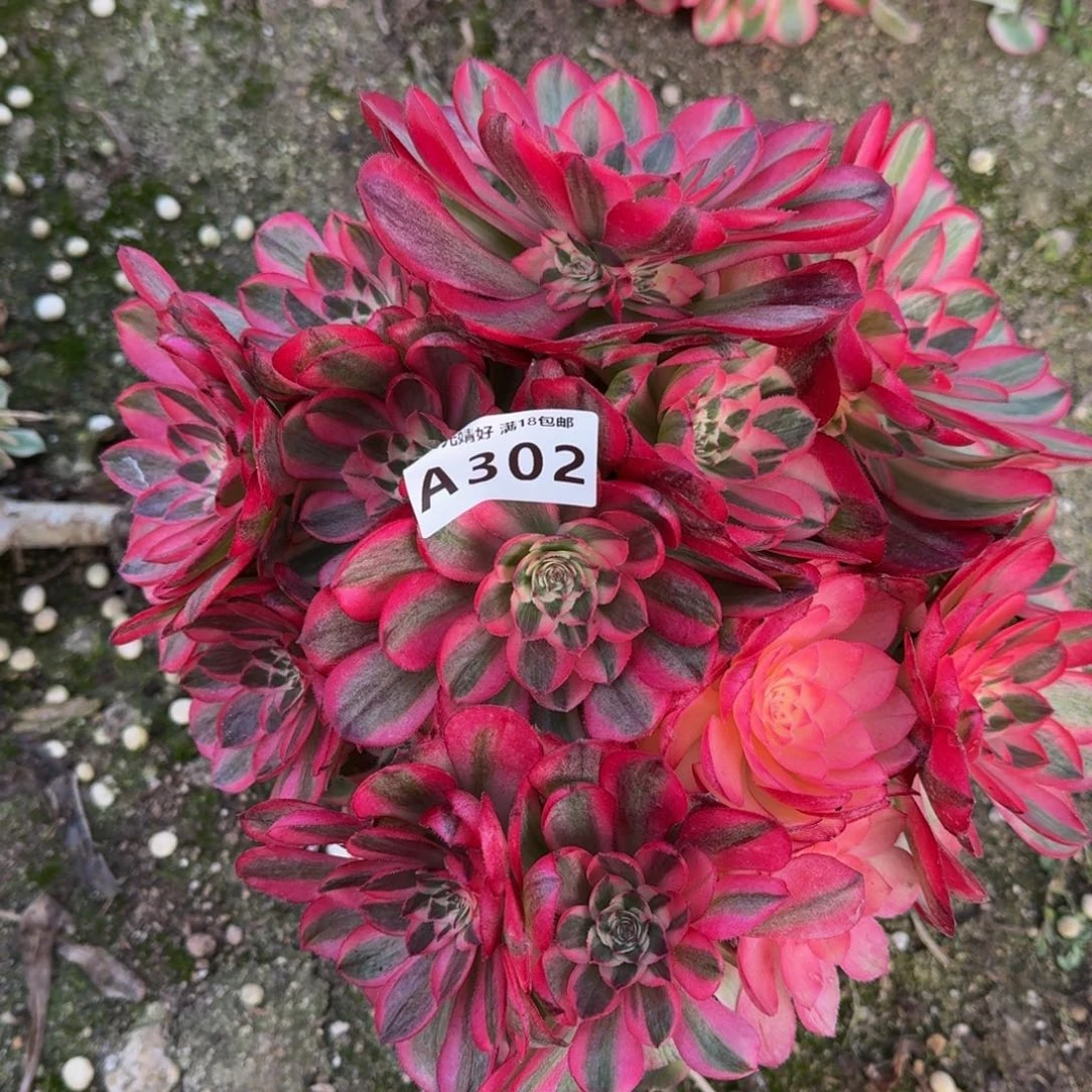 302荔枝多肉植物