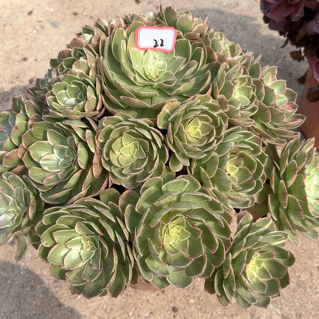 全部花朵22莲花座多肉植物