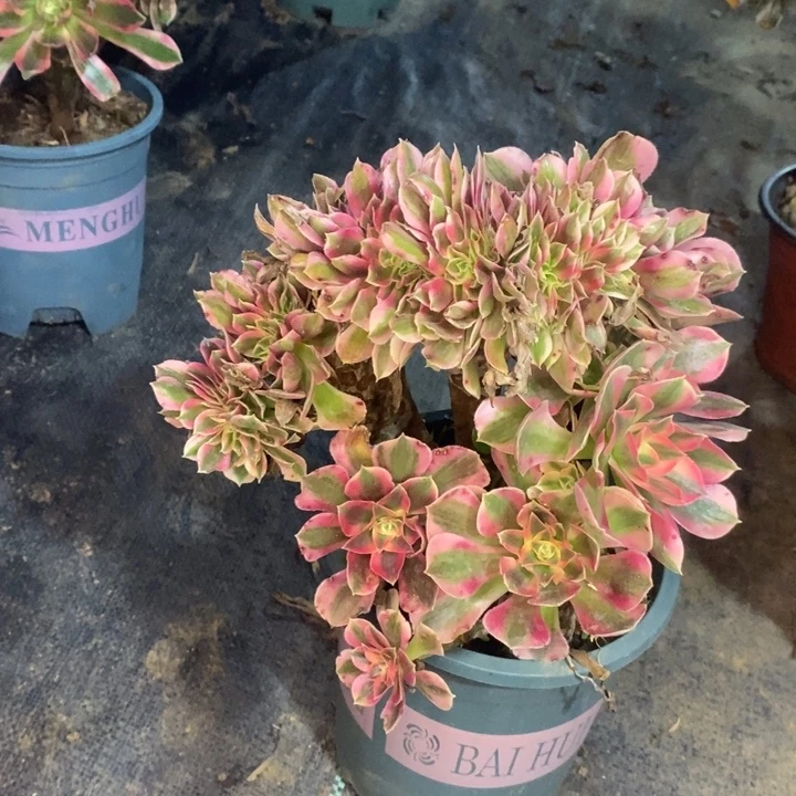 粉女巫缀多肉植物45