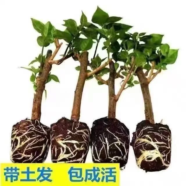 三角梅小苗红樱耐寒新品四季开花阳台盆栽庭院花卉植物净化空气