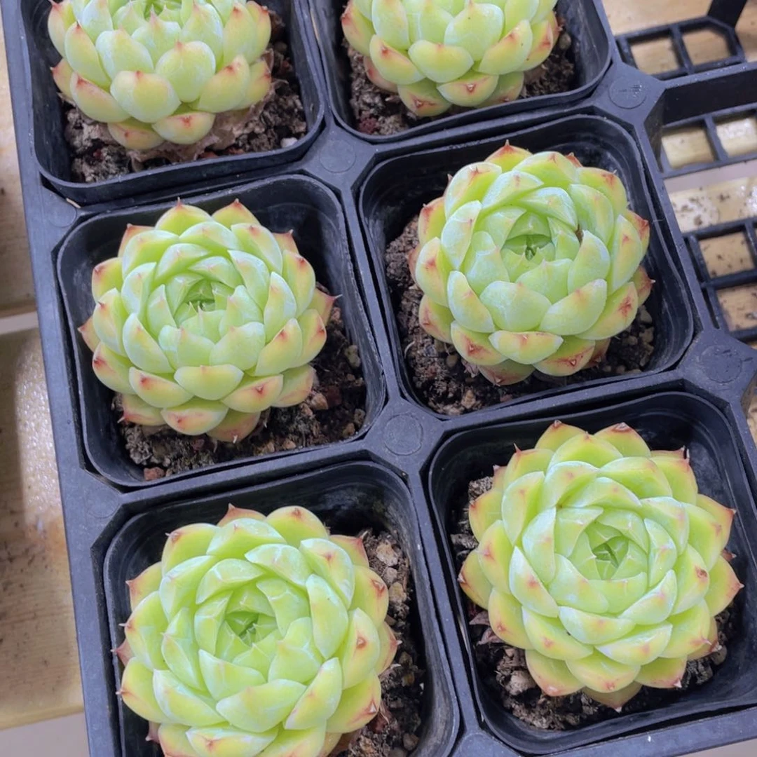 1384号 绿透包包麦秆一个