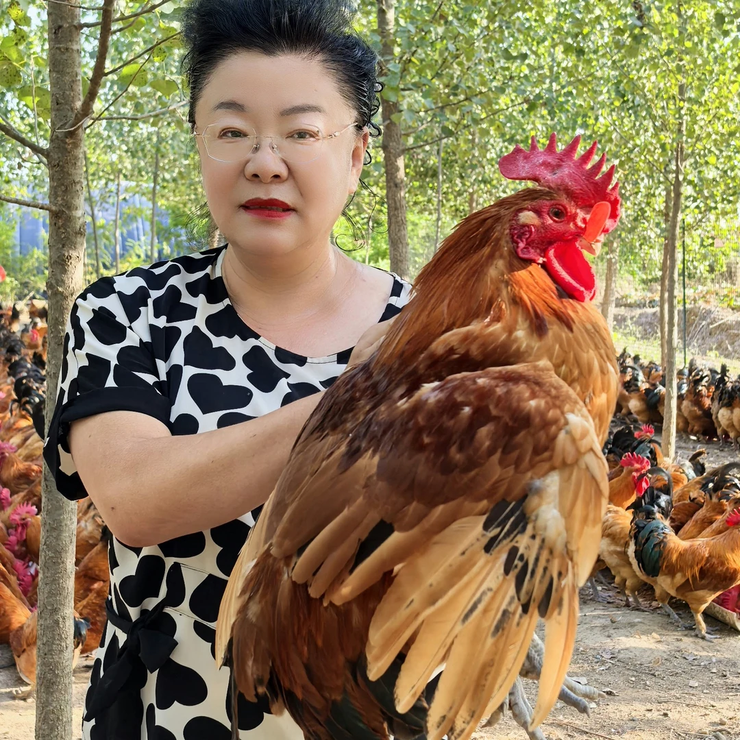 (书记助农)山东威海农家散养大红公鸡不吃颗粒饲料吃农家粮食蔬菜