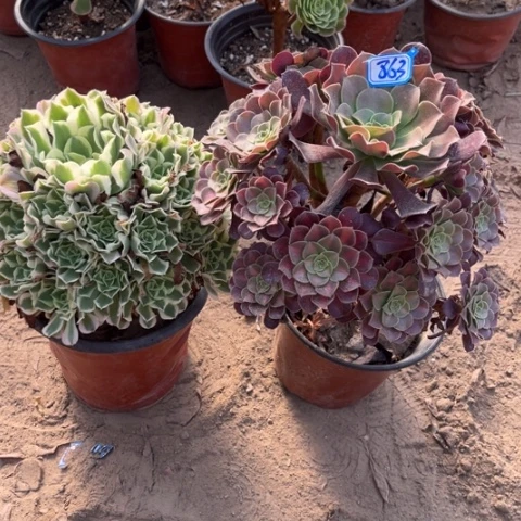 863多肉植物组合，