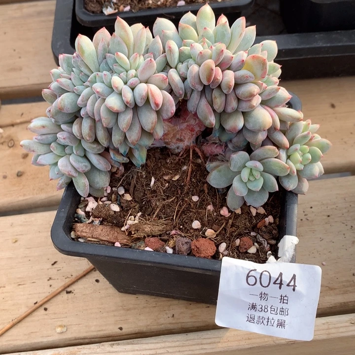 6044小树星影缀化一物一拍