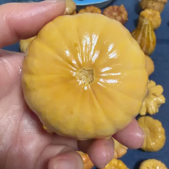 米***儿墨西哥七彩疙瘩葫芦