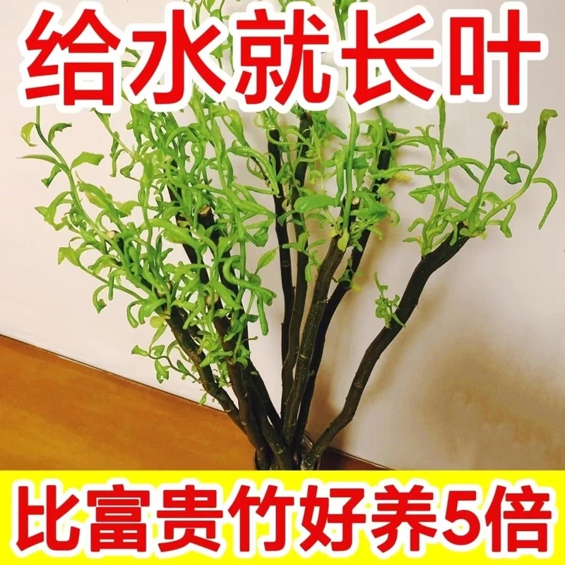 四季发芽龙柳鲜枝水养室内客厅落地桌摆四季好养易活观叶绿植装饰