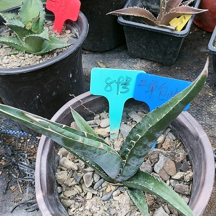 【闪购商品】无花朵龙舌兰紫云龙