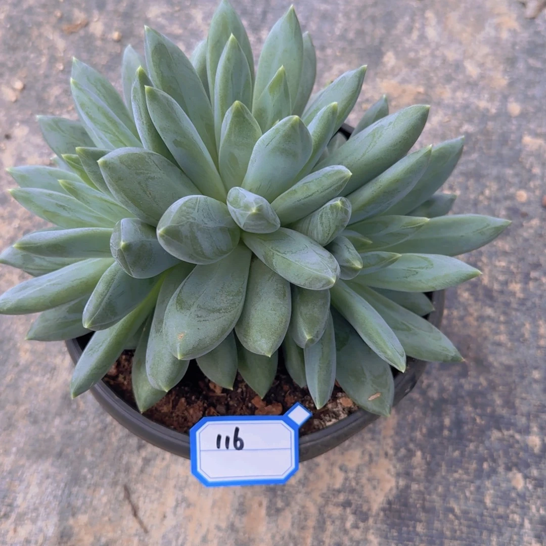 w***w116重楼凡艺多肉//