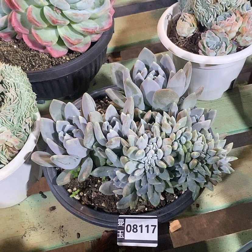 【闪购商品】胖美人缀08117