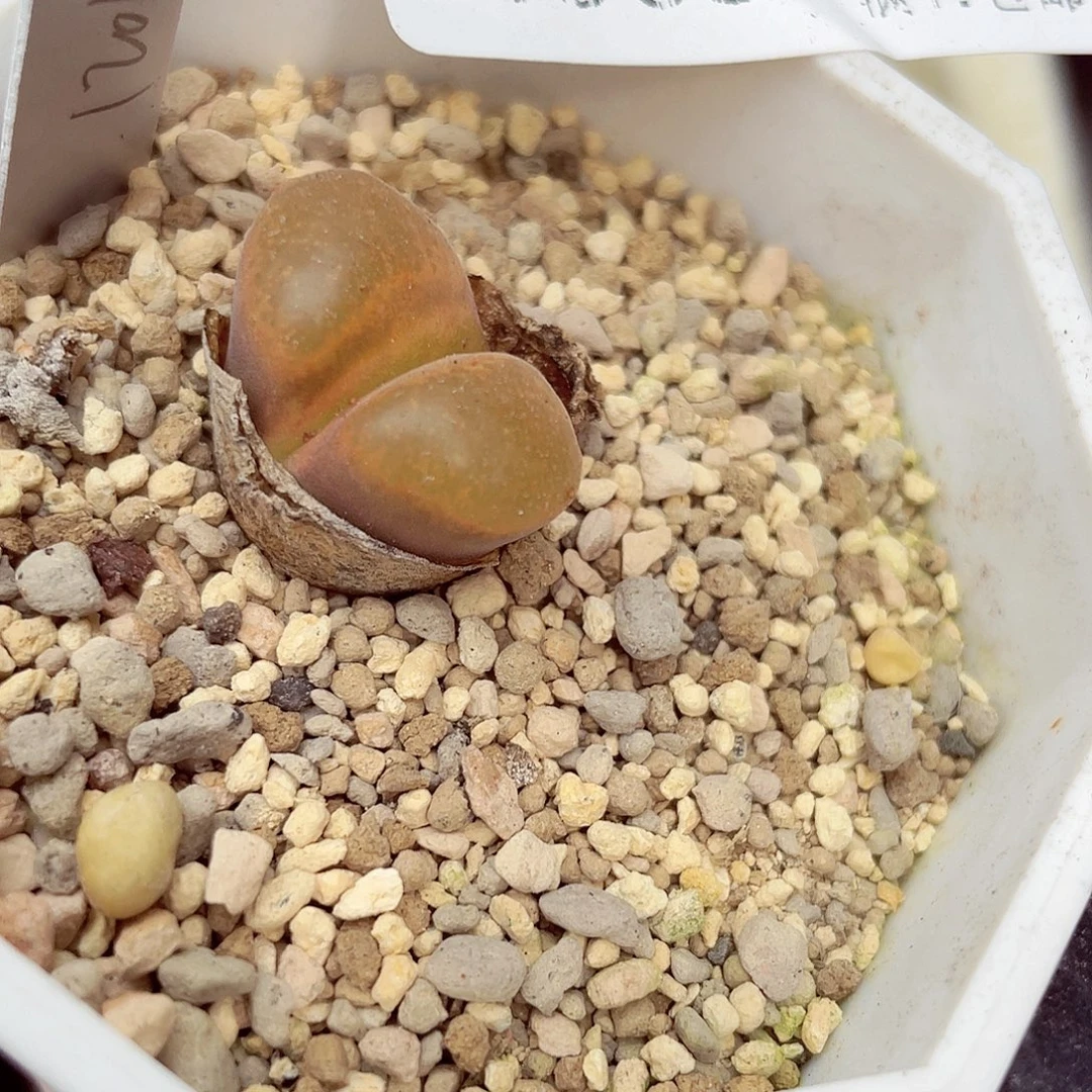 生石花18包邮0905-114