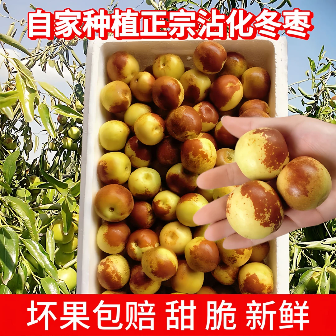 山东沾化冬枣正宗甜脆多汁自家大棚原产地直发现摘现发只售精品