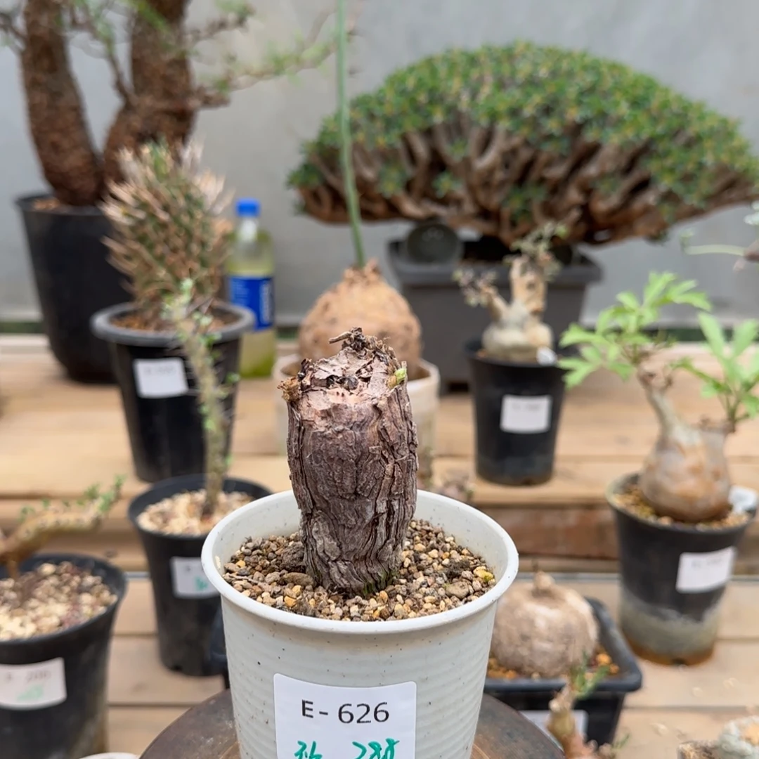 626枯木洋葵块根植物