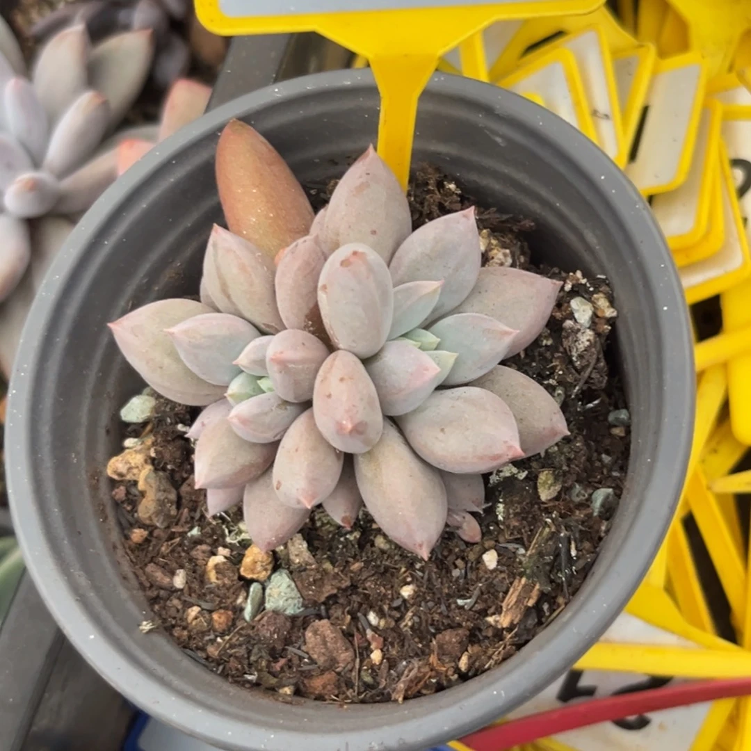 多肉植物海豚体哥特943