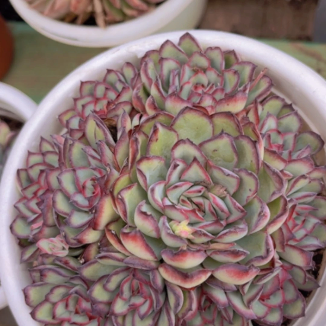 【闪购商品】墨西哥灵隐14117