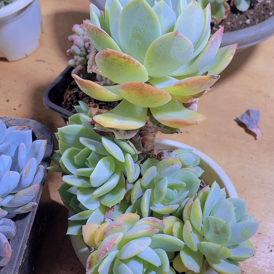 美**生00000000000381