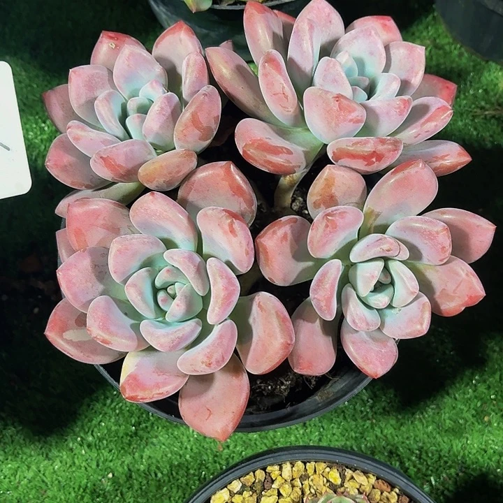 云***飘丽娟花卉奥普奥普 4头