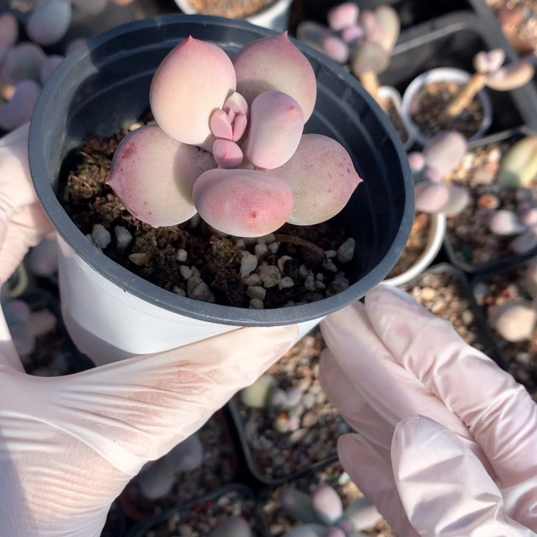 小屁桃奶酪多肉小屁桃