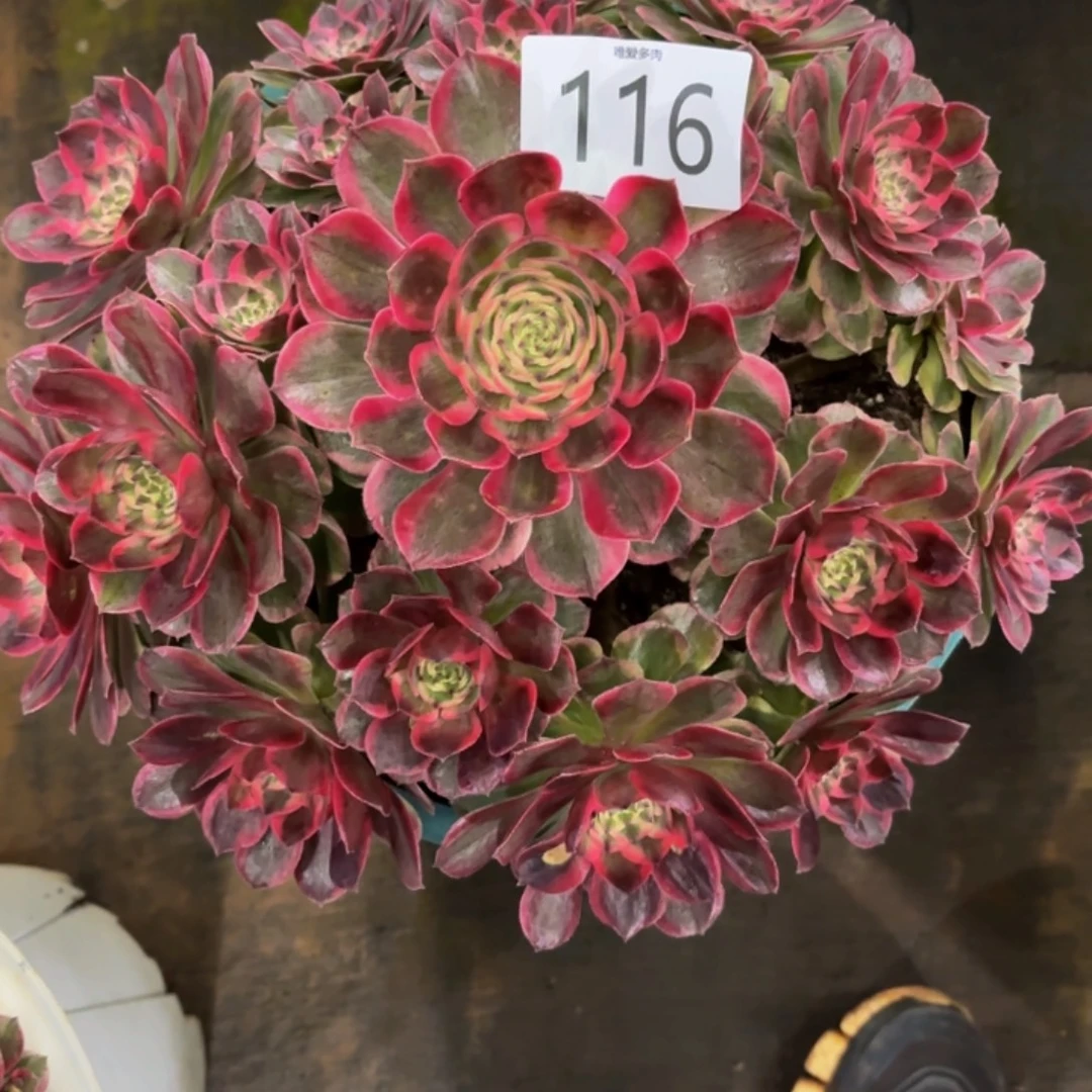 哈哈多肉葡萄福利来116