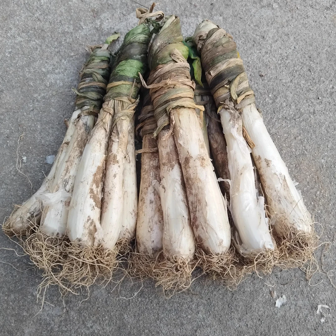 鸡腿葱莱芜特产 地方老品种大葱 新鲜大葱 现挖现卖呛辣味香1.5kg