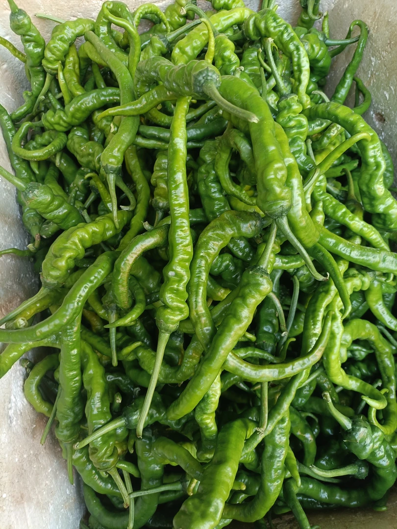 湖南耒阳农村本地农家螺丝辣椒，又香又辣