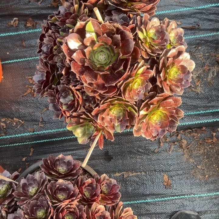黑骑士多肉植物花花
