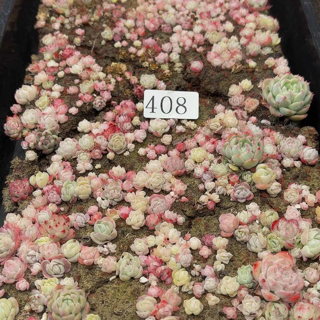 多肉植物多肉植物408