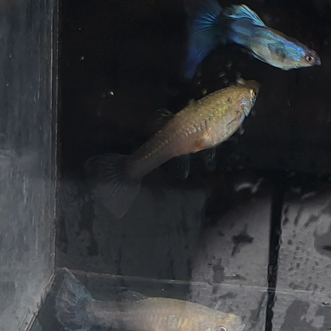 冰蓝孔雀鱼 小型观赏鱼 可繁殖好养活 大种鱼