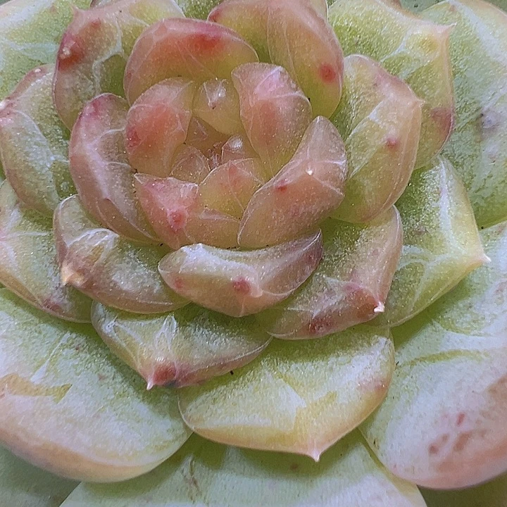 彩恋19包邮多肉植物