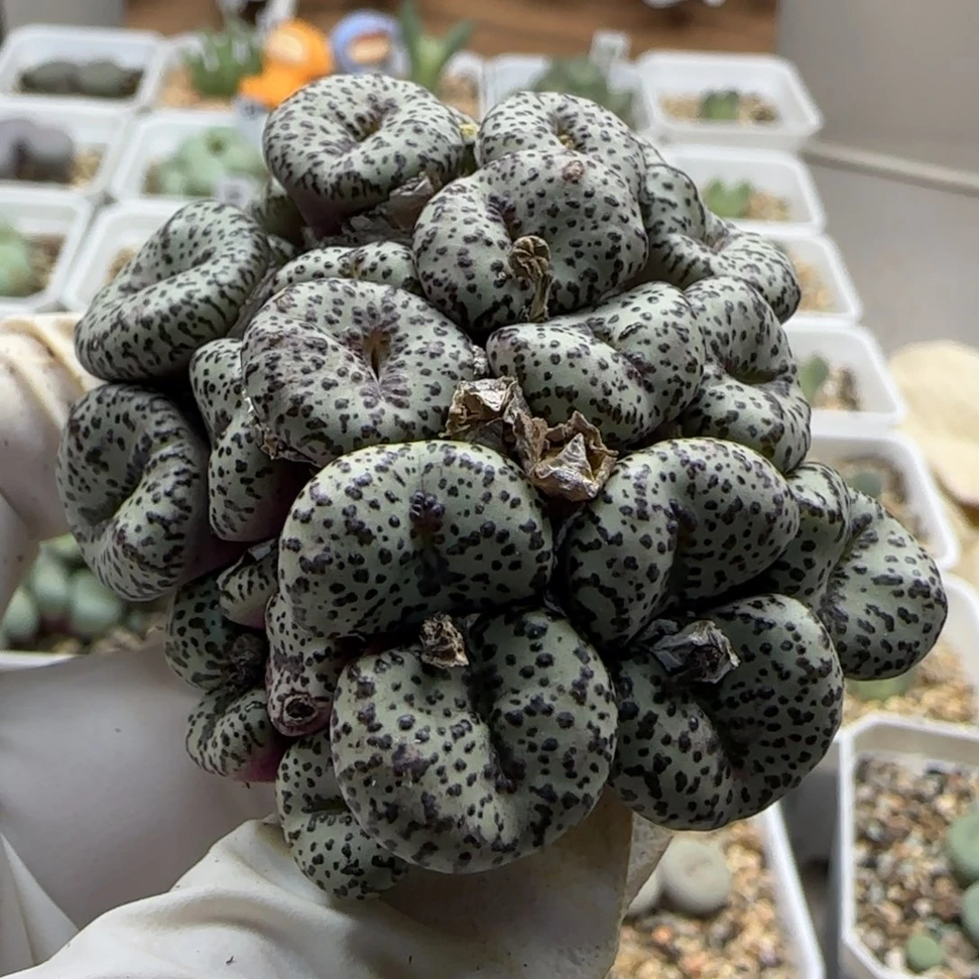 爱***椒9-22-当天满38包邮特选大型泡泡安贞脱土
