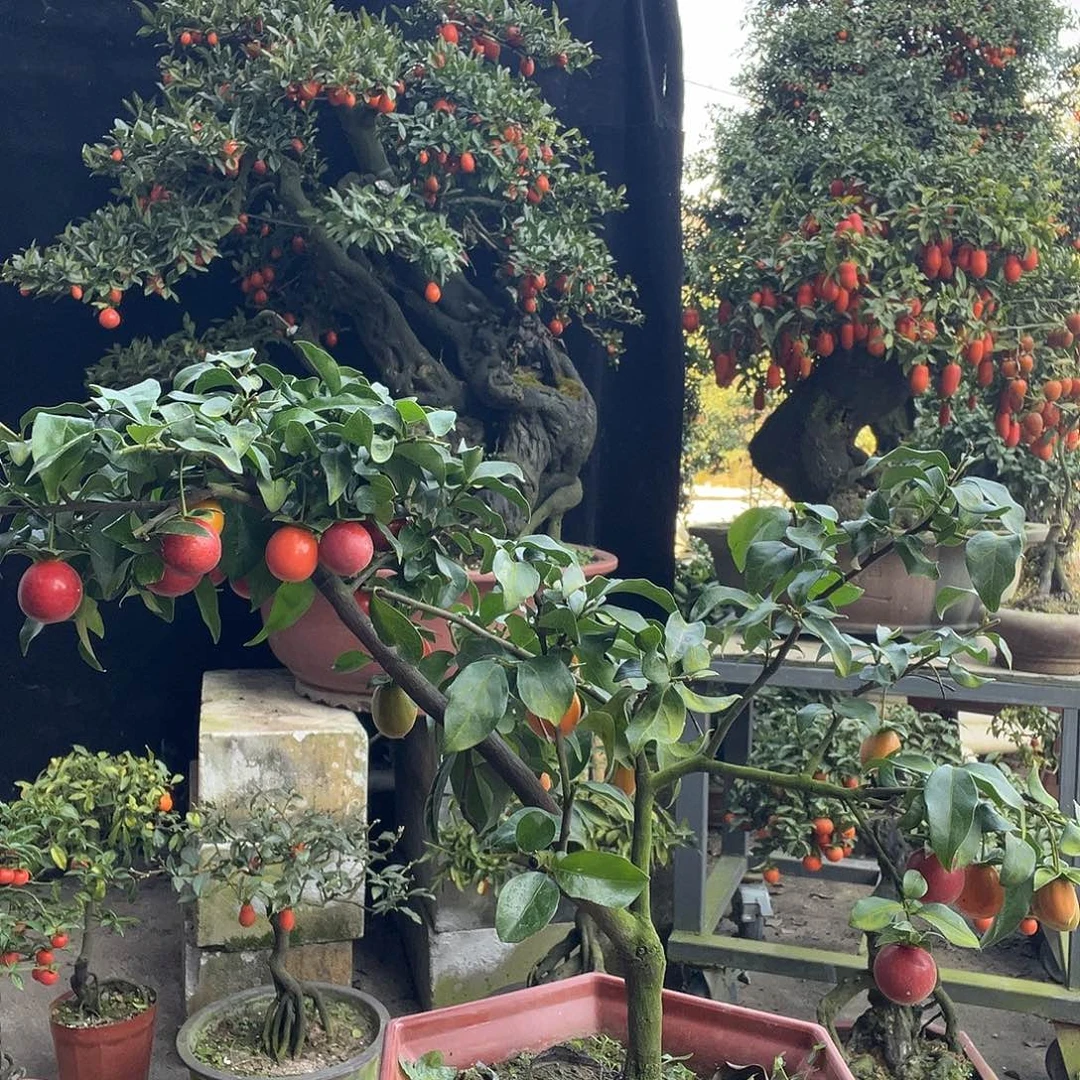 金弹子盆景喜欢的来来