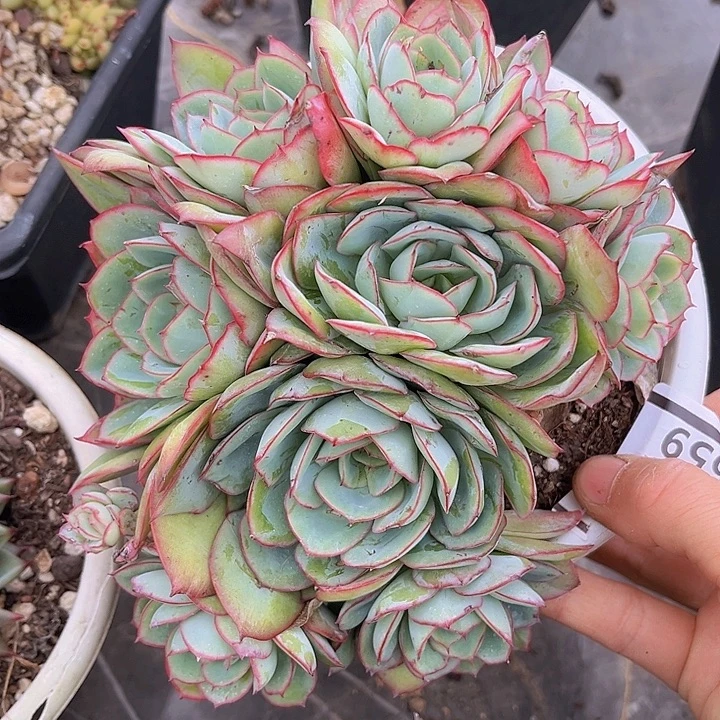 牡丹亭0659多肉植物