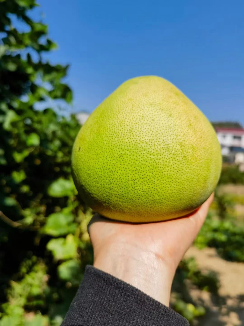 湖南安江雪峰山冰糖柚