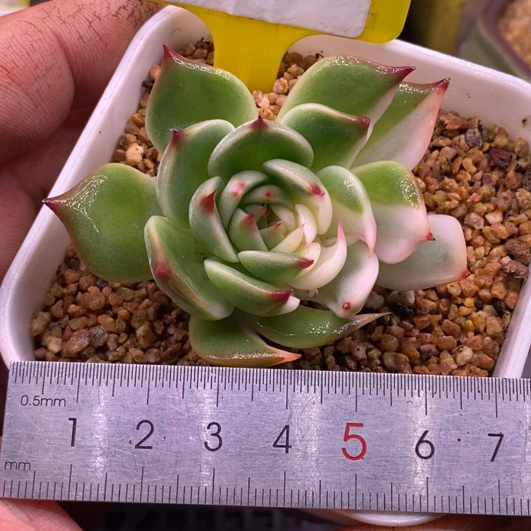 517老吉娃娃锦福利…………