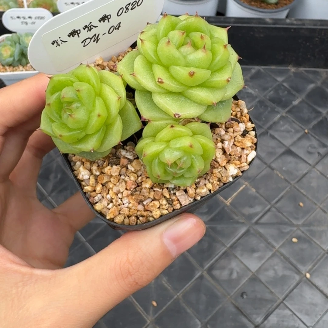 0820-4-杜若三头一颗