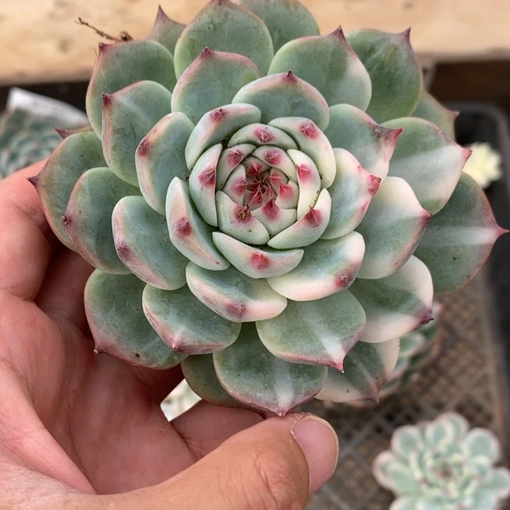 吉娃娃多肉植物A1740