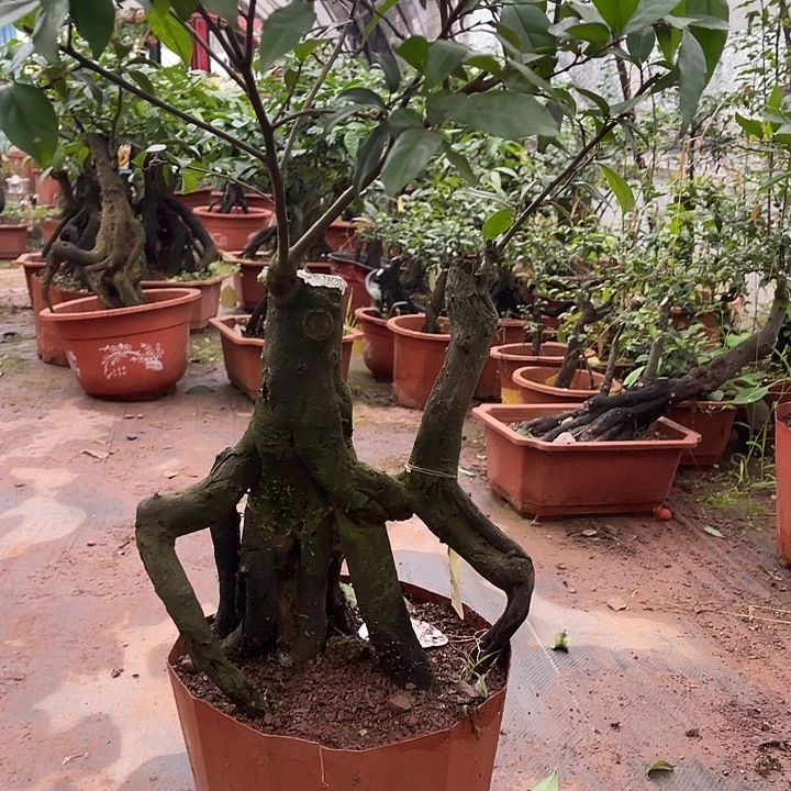 深***沉无花朵金弹666666666