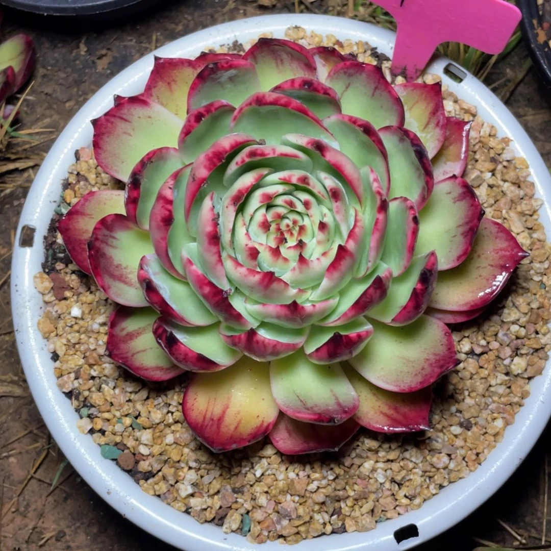 小***包惊鸿仙子萌包寄养